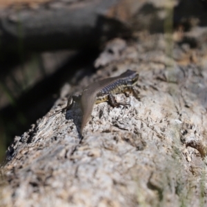 Eulamprus heatwolei at Paddys River, ACT - 15 Mar 2021