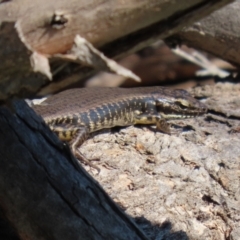 Eulamprus heatwolei at Paddys River, ACT - 15 Mar 2021