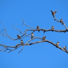 Hirundo neoxena (Welcome Swallow) at Tidbinbilla Nature Reserve - 15 Mar 2021 by RodDeb