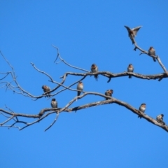 Hirundo neoxena (Welcome Swallow) at Paddys River, ACT - 15 Mar 2021 by RodDeb