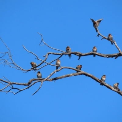 Hirundo neoxena (Welcome Swallow) at Tidbinbilla Nature Reserve - 15 Mar 2021 by RodDeb