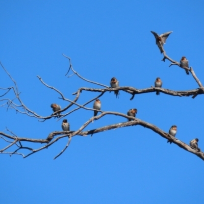 Hirundo neoxena (Welcome Swallow) at Paddys River, ACT - 15 Mar 2021 by RodDeb