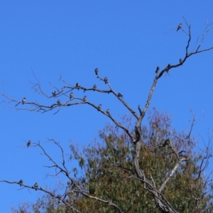 Hirundo neoxena at Paddys River, ACT - 15 Mar 2021 02:45 PM