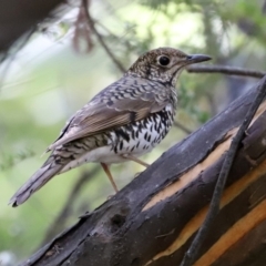 Zoothera lunulata (Bassian Thrush) at Tidbinbilla Nature Reserve - 15 Mar 2021 by RodDeb