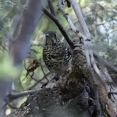 Zoothera lunulata at Paddys River, ACT - 15 Mar 2021