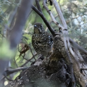 Zoothera lunulata at Paddys River, ACT - 15 Mar 2021