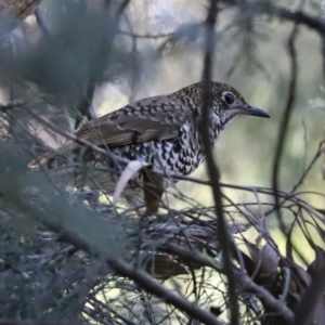 Zoothera lunulata at Paddys River, ACT - 15 Mar 2021