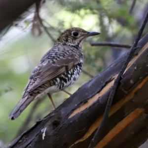 Zoothera lunulata at Paddys River, ACT - 15 Mar 2021