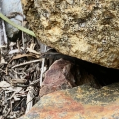 Lampropholis delicata (Delicate Skink) at Aranda, ACT - 16 Mar 2021 by KMcCue