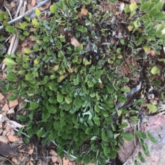 Goodenia hederacea subsp. alpestris at Tantangara, NSW - 7 Mar 2021