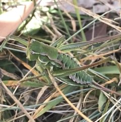 Chlorodectes montanus (Montane green shield back katydid) at Kosciuszko National Park - 7 Mar 2021 by Tapirlord