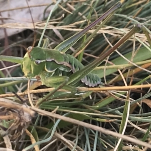 Chlorodectes montanus at Tantangara, NSW - 7 Mar 2021