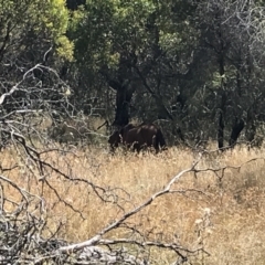 Equus caballus (Brumby, Wild Horse) at Tantangara, NSW - 7 Mar 2021 by Tapirlord