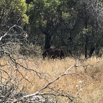 Equus caballus (Horse, Feral Horse) at Tantangara, NSW - 7 Mar 2021 by Tapirlord