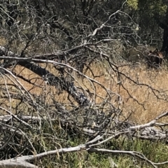 Equus caballus at Tantangara, NSW - 7 Mar 2021