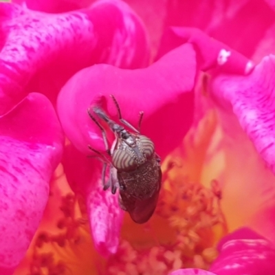 Stomorhina sp. (genus) (Snout fly) at Kaleen, ACT - 13 Feb 2021 by Rixon