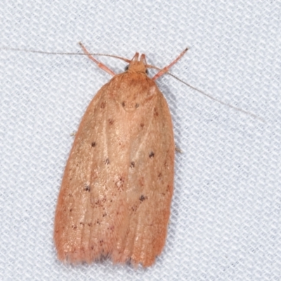 Garrha leucerythra (A concealer moth) at Tidbinbilla Nature Reserve - 12 Mar 2021 by kasiaaus