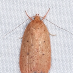 Garrha leucerythra at Paddys River, ACT - 12 Mar 2021