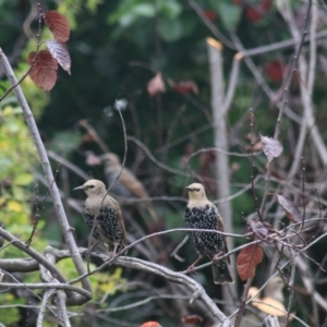 Sturnus vulgaris at Kaleen, ACT - 14 Mar 2021