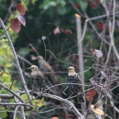 Sturnus vulgaris (Common Starling) at Kaleen, ACT - 14 Mar 2021 by Rixon