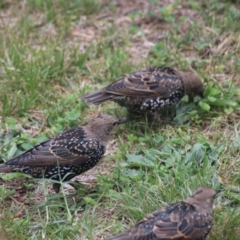 Sturnus vulgaris at Kaleen, ACT - suppressed