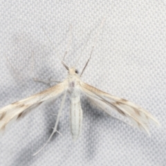 Wheeleria spilodactylus (Horehound plume moth) at Paddys River, ACT - 12 Mar 2021 by kasiaaus