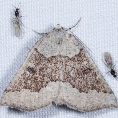 Loweria platydesma (Broken-banded Cape-moth) at Paddys River, ACT - 12 Mar 2021 by kasiaaus