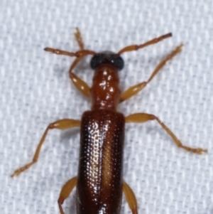 Atesta dorsalis at Paddys River, ACT - 12 Mar 2021