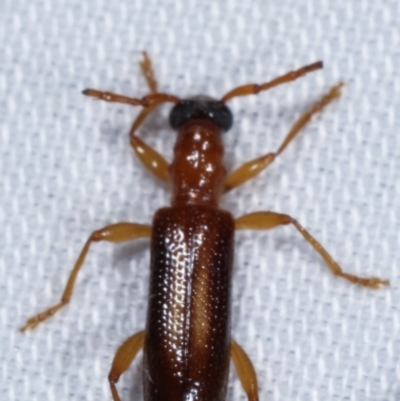 Atesta dorsalis (Longhorn or longicorn beetle) at Tidbinbilla Nature Reserve - 12 Mar 2021 by kasiaaus