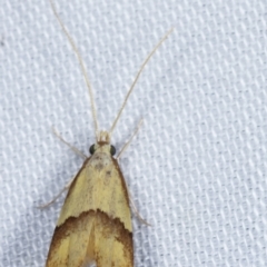 Crocanthes prasinopis (A Curved -horn moth) at Paddys River, ACT - 12 Mar 2021 by kasiaaus