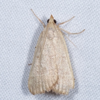 Ocrasa albidalis (A Pyralid moth) at Paddys River, ACT - 12 Mar 2021 by kasiaaus