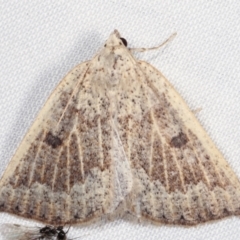 Amelora mesocapna (A Geometer moth (Ennominae)) at Paddys River, ACT - 12 Mar 2021 by kasiaaus