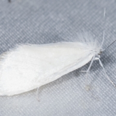 Tipanaea patulella (A Crambid moth) at Paddys River, ACT - 12 Mar 2021 by kasiaaus