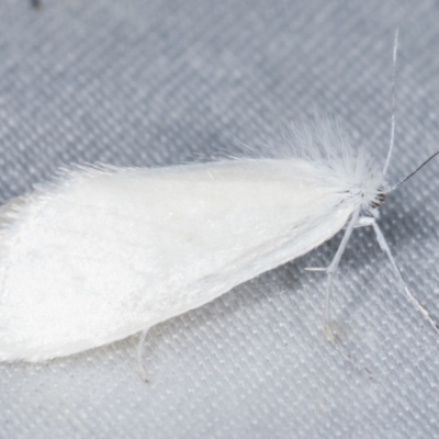 Tipanaea patulella (The White Crambid moth) at Paddys River, ACT - 12 Mar 2021 by kasiaaus