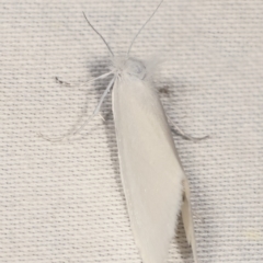 Tipanaea patulella at Paddys River, ACT - 12 Mar 2021 09:58 PM