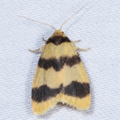 Heliosia (genus) (A Tiger moth) at Paddys River, ACT - 12 Mar 2021 by kasiaaus