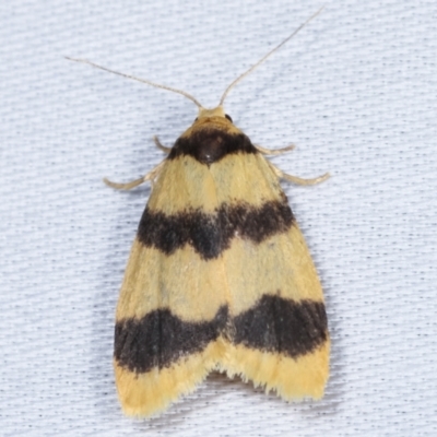 Heliosia (genus) (A Tiger moth) at Tidbinbilla Nature Reserve - 12 Mar 2021 by kasiaaus