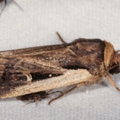 Proteuxoa tortisigna (Streaked Rictonis Moth) at Tidbinbilla Nature Reserve - 12 Mar 2021 by kasiaaus