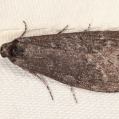 Heteromicta pachytera (Galleriinae subfamily moth) at Tidbinbilla Nature Reserve - 12 Mar 2021 by kasiaaus