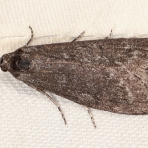 Heteromicta pachytera at Paddys River, ACT - 12 Mar 2021