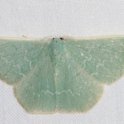 Prasinocyma semicrocea (Common Gum Emerald moth) at Paddys River, ACT - 12 Mar 2021 by kasiaaus