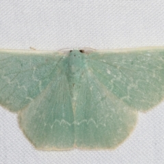 Prasinocyma semicrocea (Common Gum Emerald moth) at Paddys River, ACT - 12 Mar 2021 by kasiaaus
