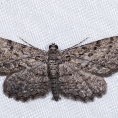 Psilosticha pristis (Little Brown Bark Moth) at Paddys River, ACT - 12 Mar 2021 by kasiaaus