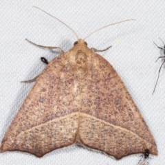 Gynopteryx ada (Orange Point-moth) at Paddys River, ACT - 12 Mar 2021 by kasiaaus