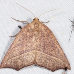 Gynopteryx ada (Orange Point-moth) at Tidbinbilla Nature Reserve - 12 Mar 2021 by kasiaaus