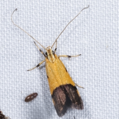 Crocanthes micradelpha (A longhorned moth) at Paddys River, ACT - 12 Mar 2021 by kasiaaus