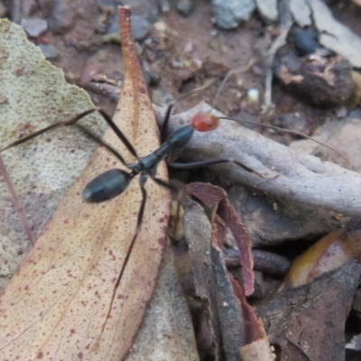 Leptomyrmex erythrocephalus (Spider ant) at Cotter River, ACT - 15 Mar 2021 by Christine