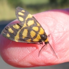 Asura lydia (Lydia Lichen Moth) at Coree, ACT - 14 Mar 2021 by Christine