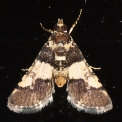 Nacoleia mesochlora (Pied Crambid) at Ainslie, ACT - 15 Mar 2021 by jb2602