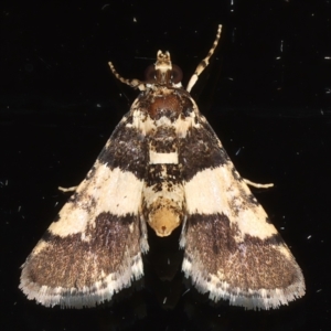 Nacoleia mesochlora at Ainslie, ACT - 15 Mar 2021